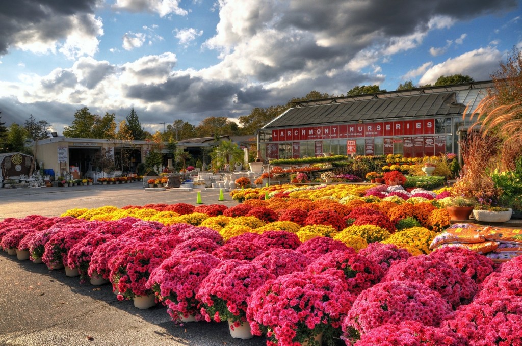 Larchmont Nurseries fall 2011©