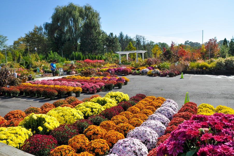 Larchmont Nurseries and Construction