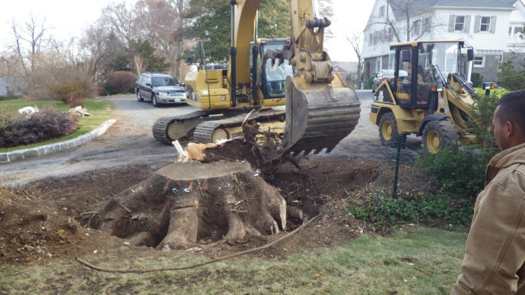 larchmontnursery2013© (8)